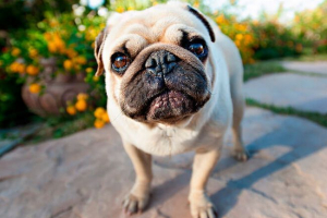 Як зберегти і годувати мопс? Як зберегти і годувати мопс?